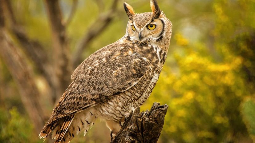 A great horned owl