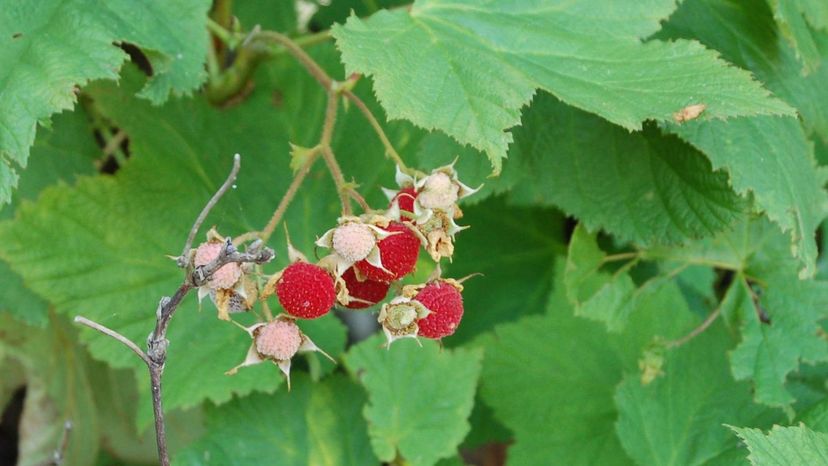 Thimbleberry