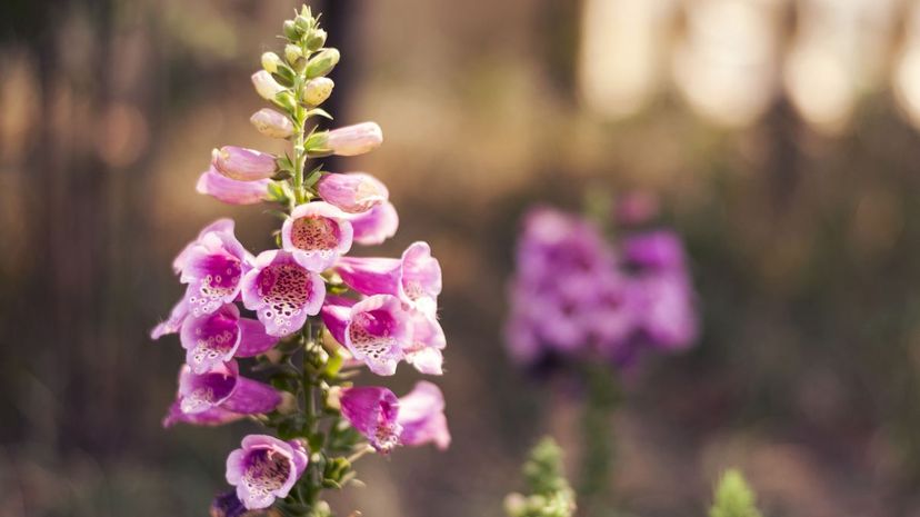 Puedes identificar estas plantas comunes a partir de una sola imagen? | Zoo