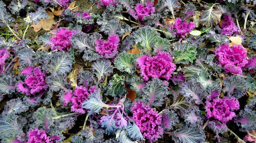 Flowering kale