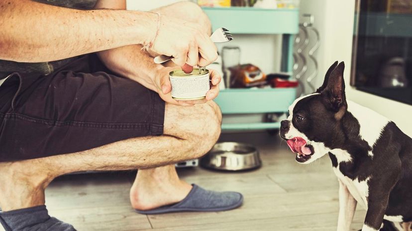 Feeding dog