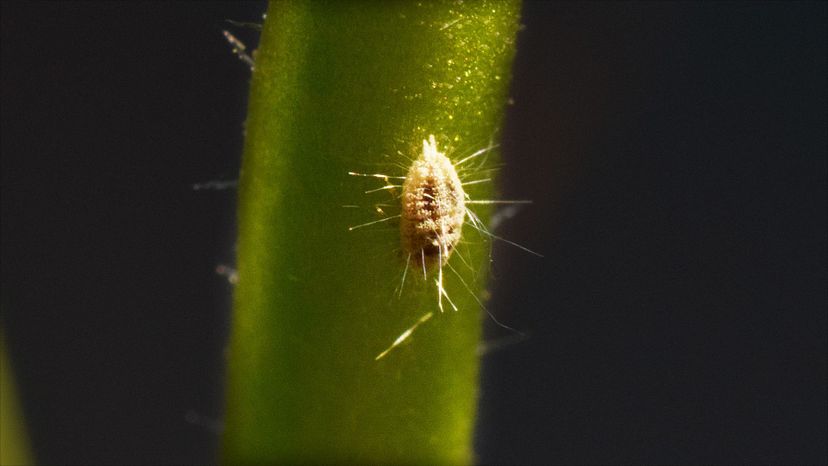 Mealybug