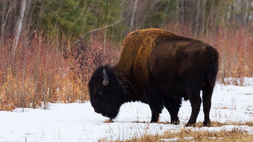 28 - Wood Buffalo National Park