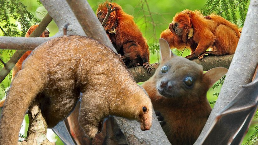 Can You Identify These Animals That Live in Trees?
