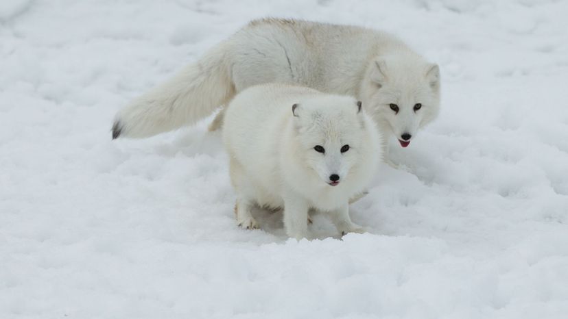 Arctic Foxes