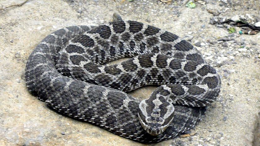 Massasauga_rattlesnake