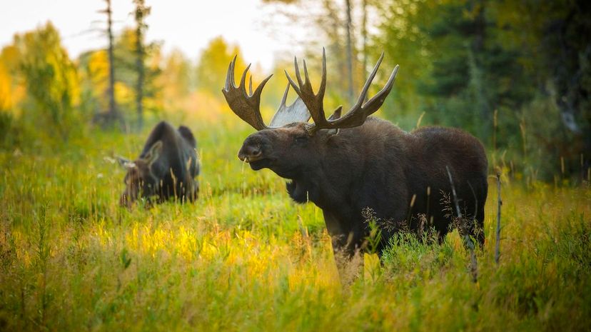 Moose in national park
