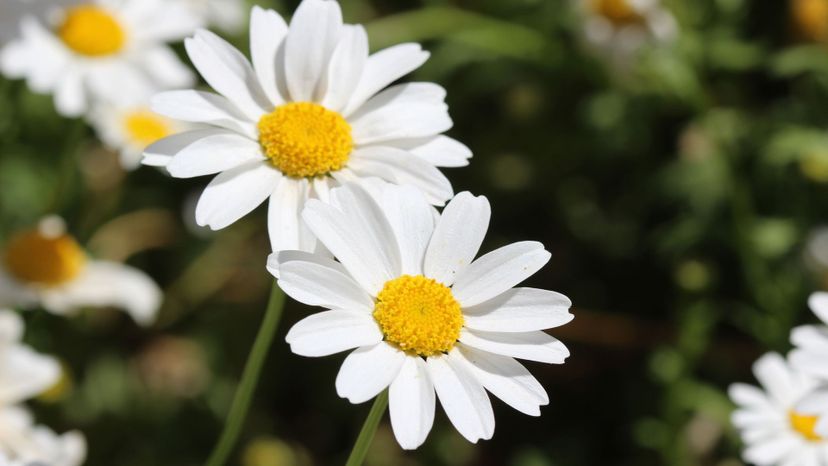 Daisies