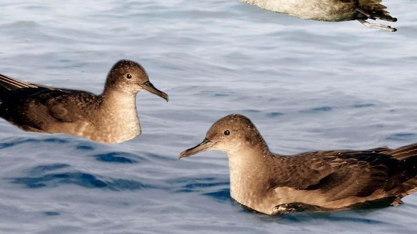 Baleric Shearwater