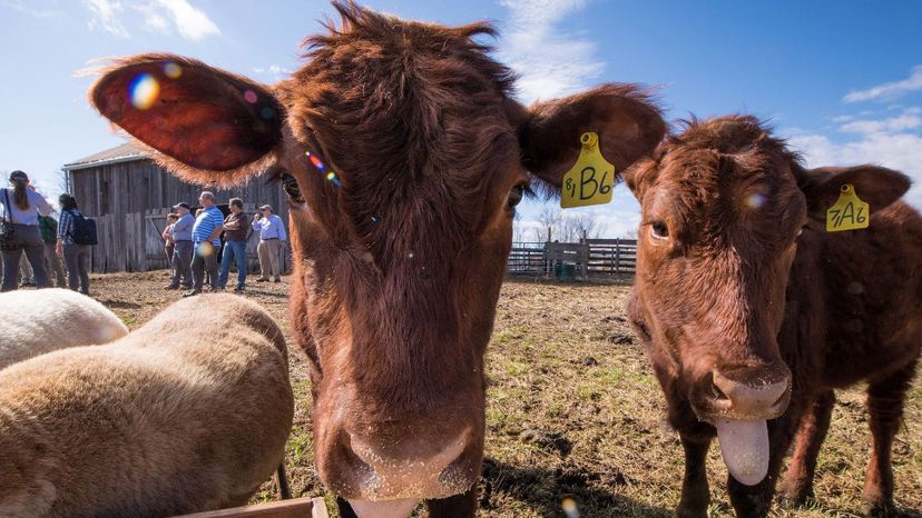 Red Angus