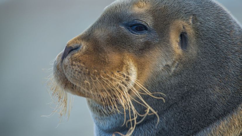 Bearded seal