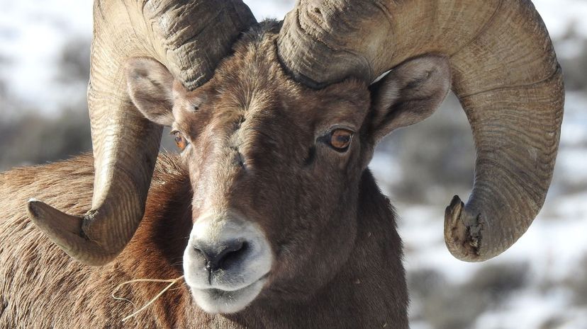 Bighorn Sheep