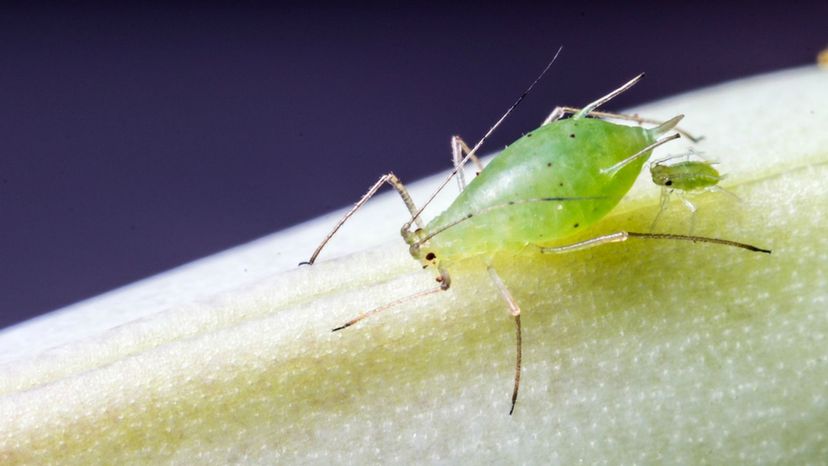 aphids