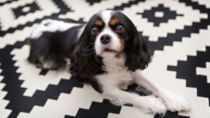 Cavalier King Charles Spaniel