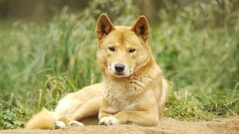 Dingo