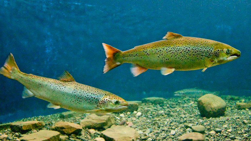 Atlantic salmon