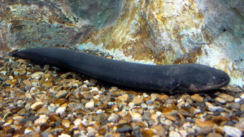 electric eel
