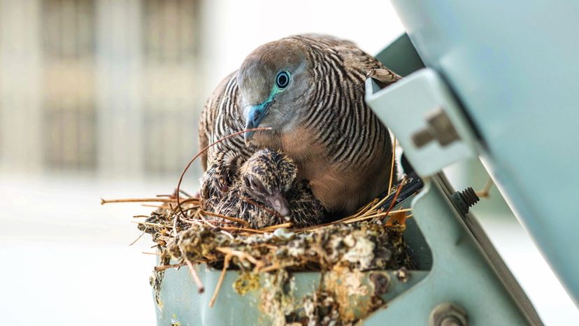 Squab (Dove)