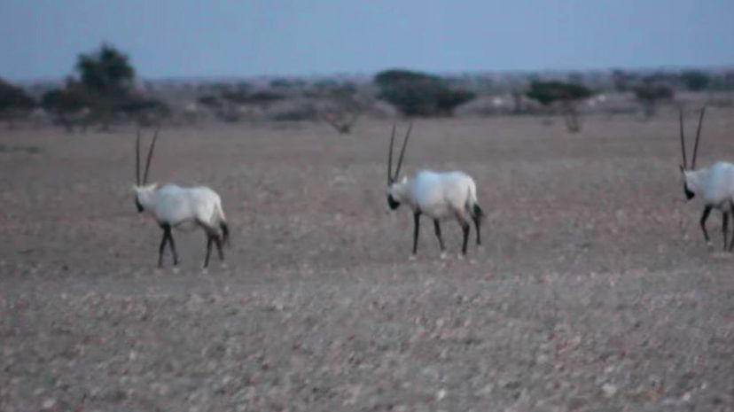Oman's Arabian oryx