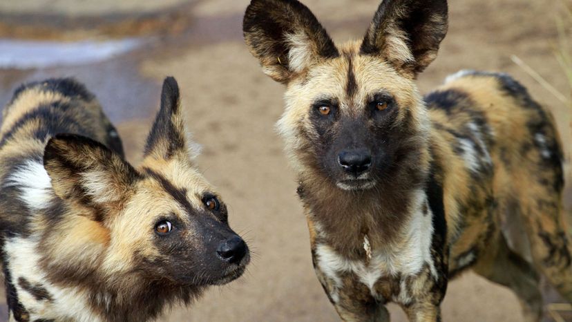 African Wild Dog