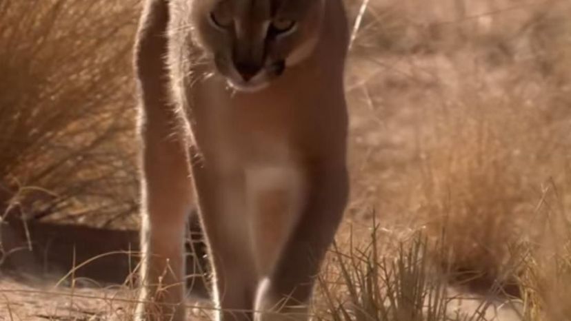 Caracal Desert Animal