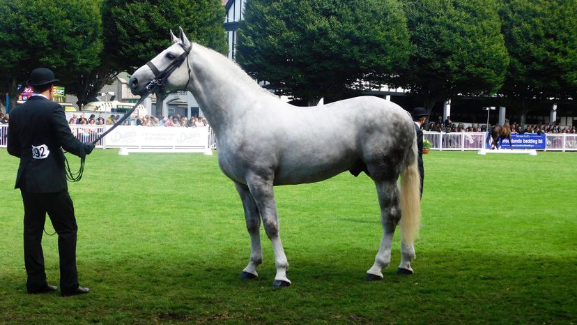 Irish Draught horse