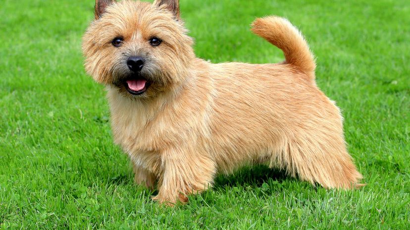 Norwich terrier