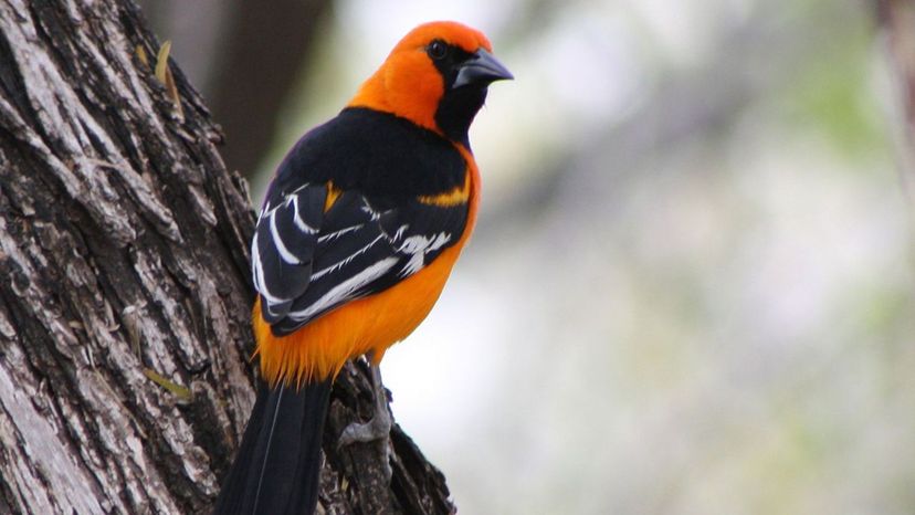 Altamira Oriole