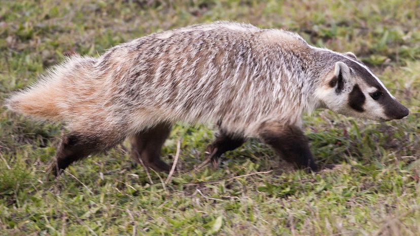 American Badger