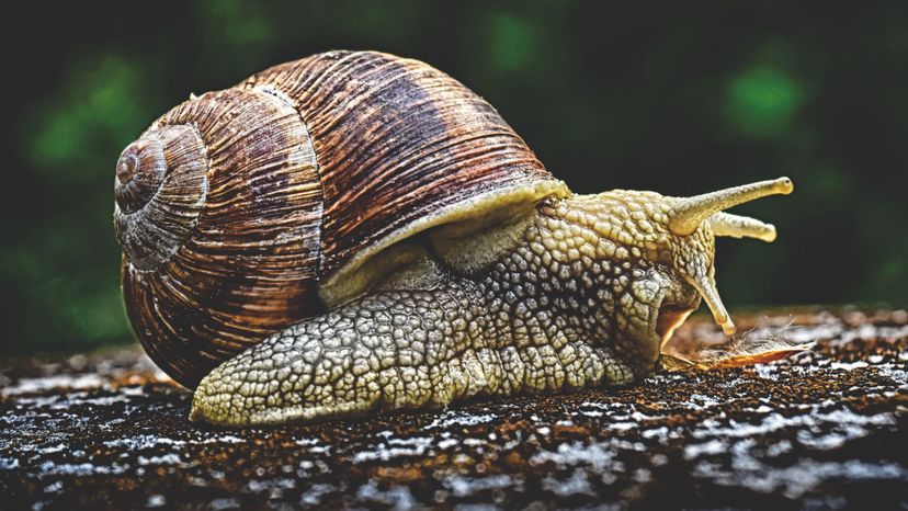 Snail