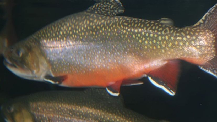 Aurora Trout