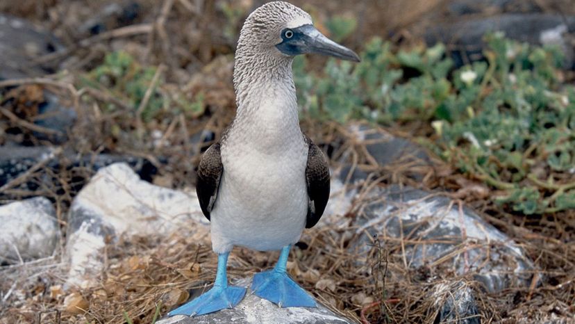 Blue Footed Booby