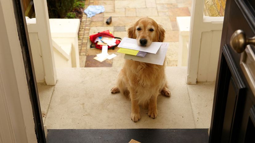 Dog holding mail