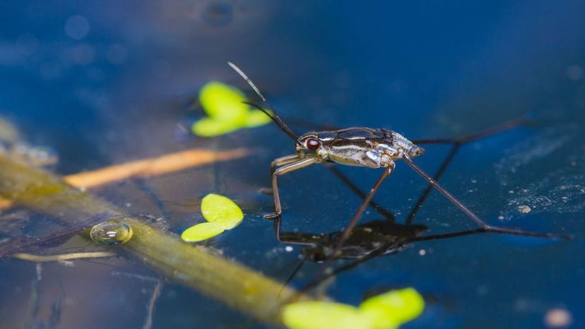 Common Water Strider