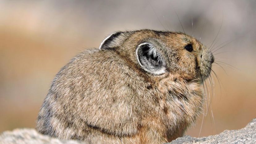 American Pika