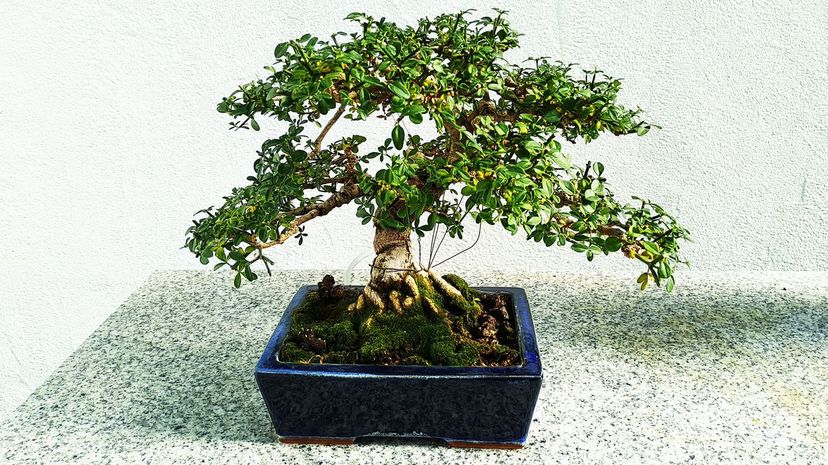 Bonsai
