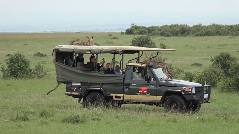 Safari Vehicle 