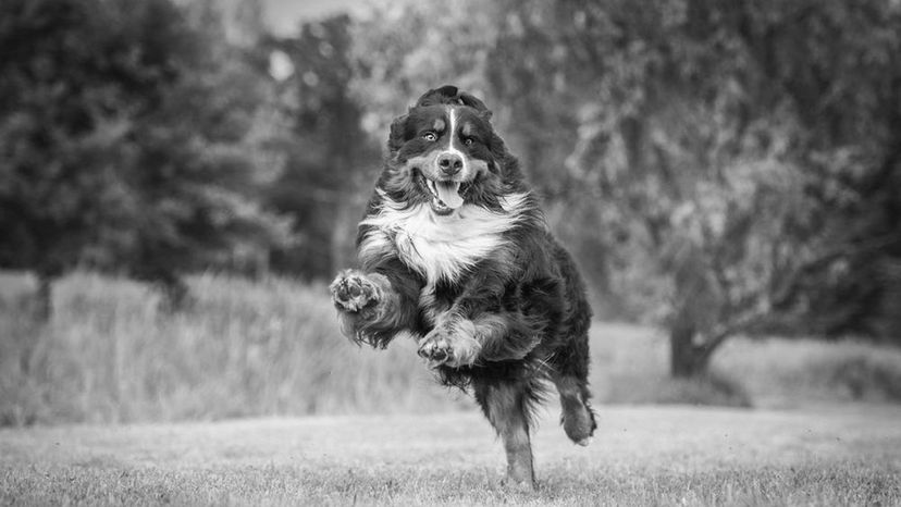 Can You Identify All of These Dog Breeds from a Black and White Photo?