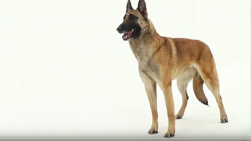 Belgian Malinois