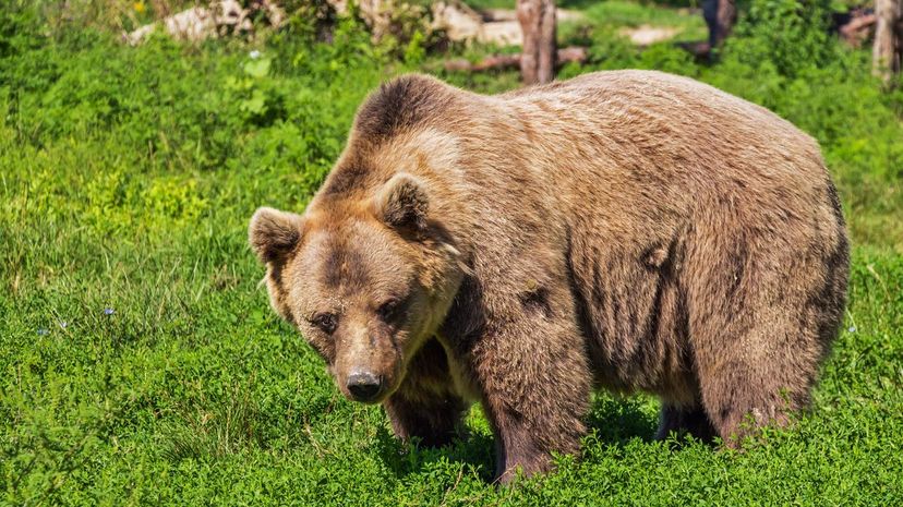 Bear in wild