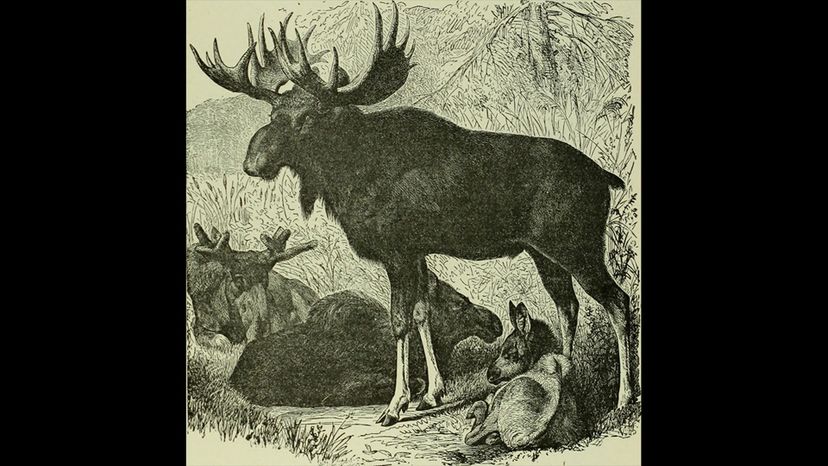 Stag-moose