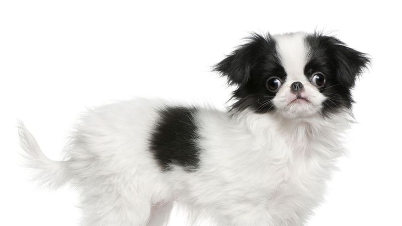 Japanese chin