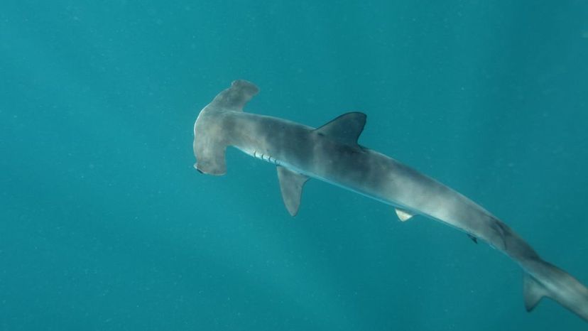 Smooth Hammerhead Shark