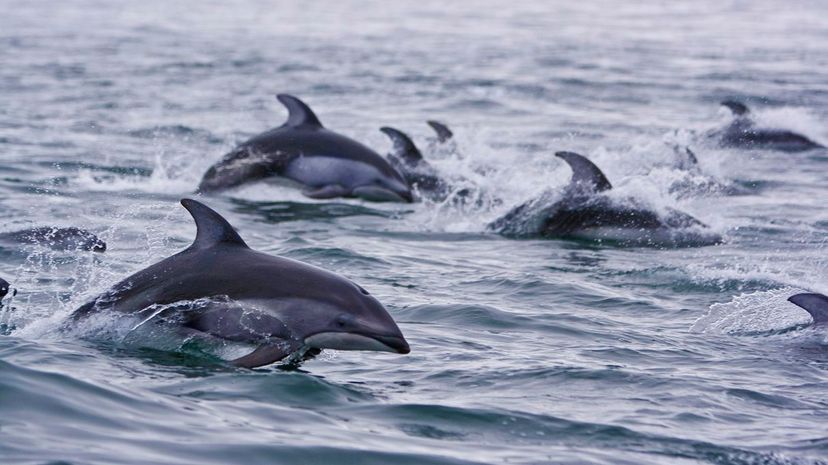 29 dolphin