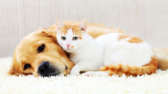 Are You More Cat or Dog?