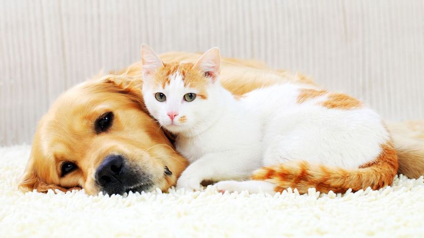 Are You More Cat or Dog?