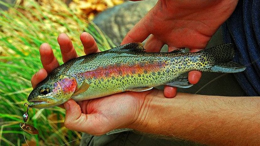 Kern River Rainbow Trout