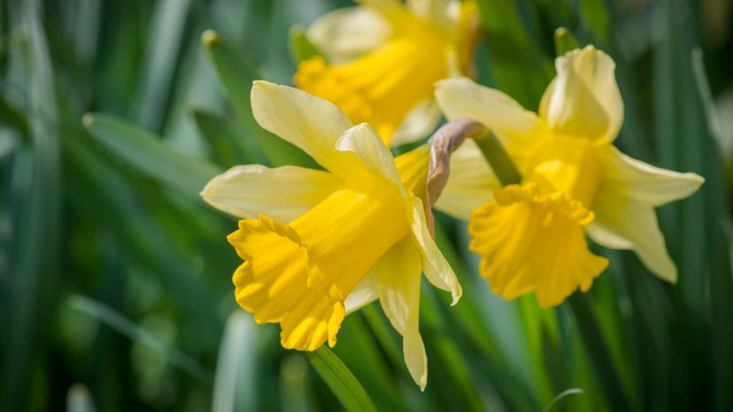 6 Daffodil GettyImages-586345978