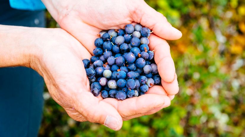 25 blueberries