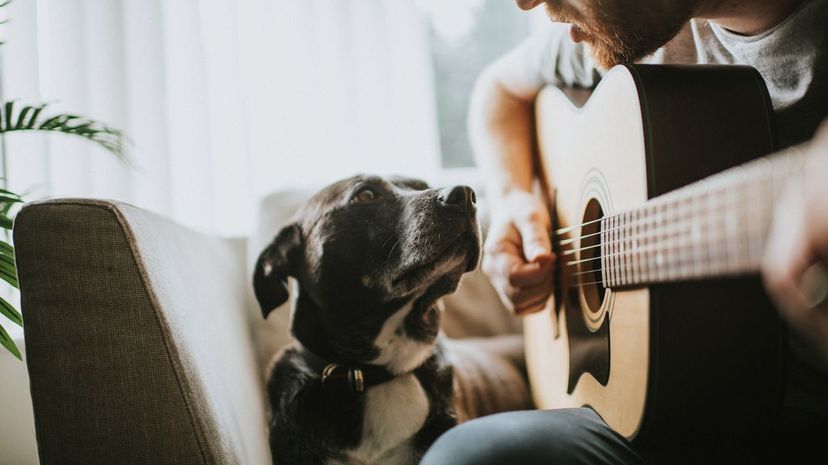 15 taking care of pets